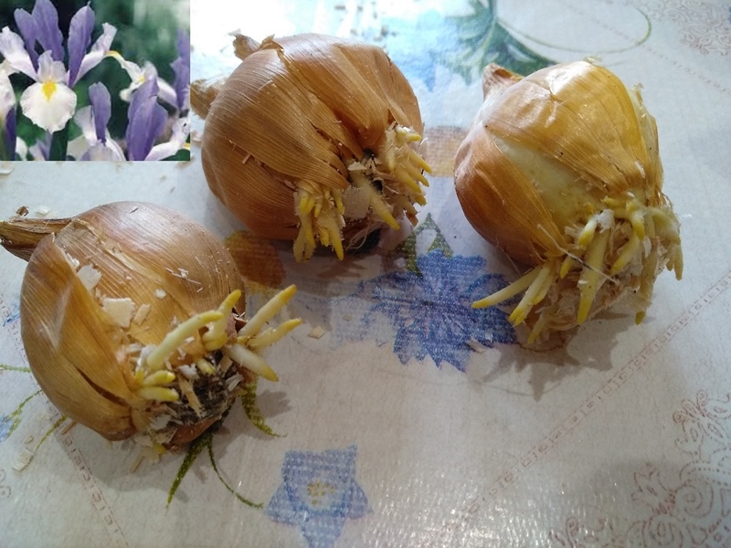 Три луковицы иридодиктиума