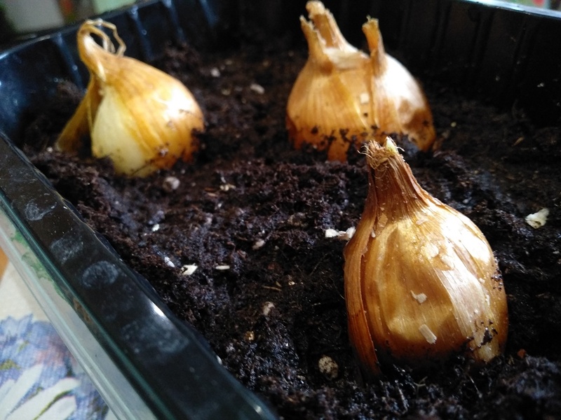 Луковицы в грунте