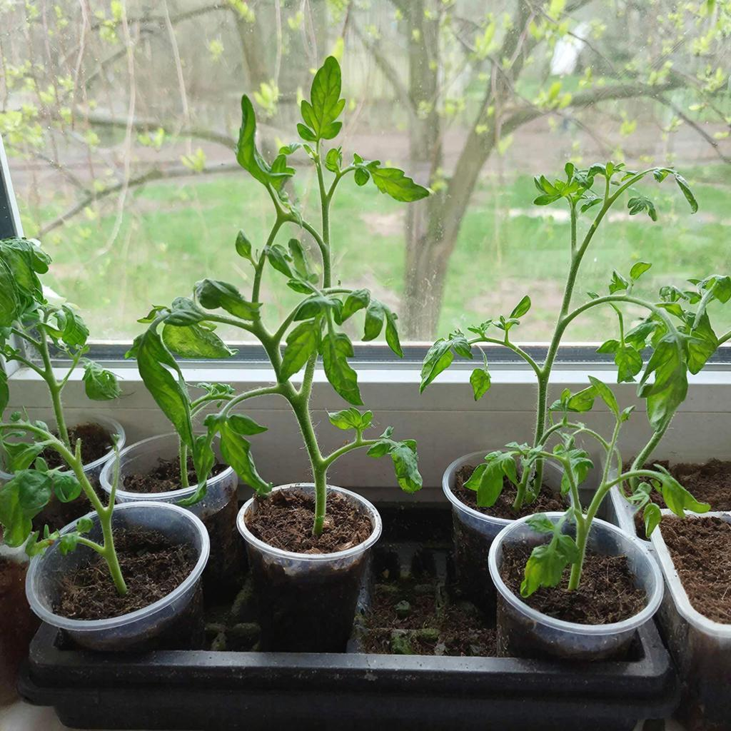 Пикировка помидор в апреле