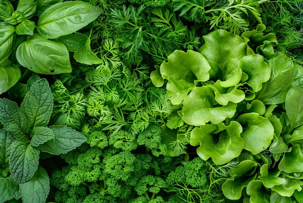 ТЕНЬ У ЗАБОРА — НЕ ПРОБЛЕМА: 8 КУЛЬТУР, КОТОРЫЕ ПОРАДУЮТ УРОЖАЕМ ДАЖЕ БЕЗ ЯРКОГО СОЛНЦА