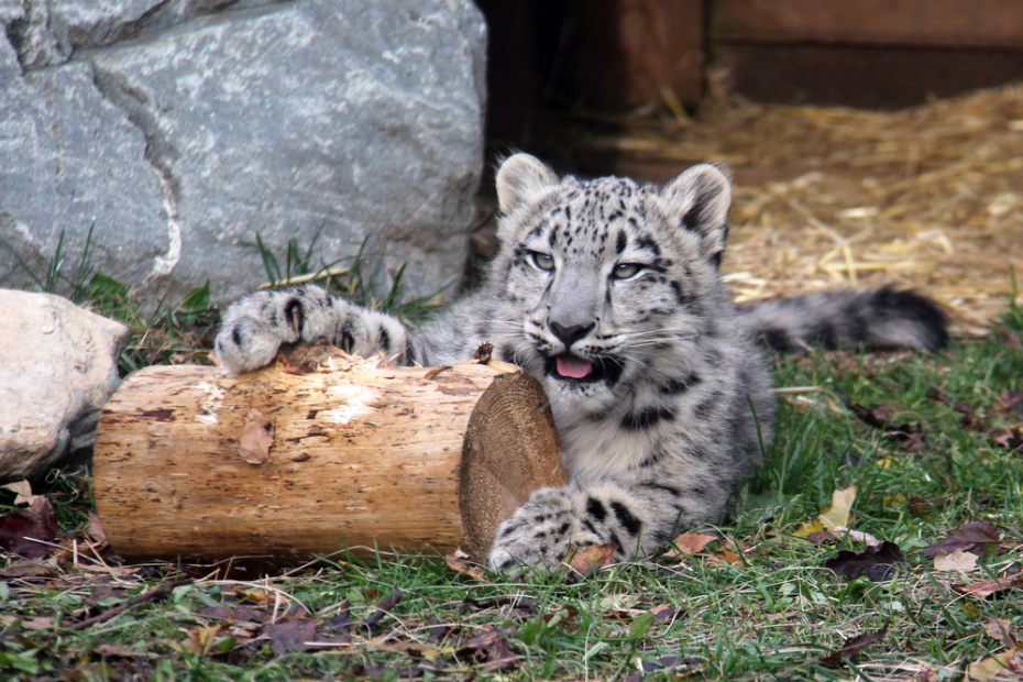    Shutterstock/FOTODOM