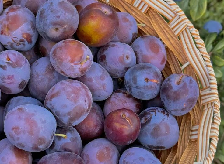 Защита сливы на весь сезон: поэтапная схема обработок от А до Я