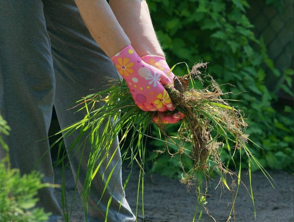 ВОЙНА С ПЫРЕЕМ: ЛУЧШИЕ СПОСОБЫ ПОБЕДИТЬ СОРНЯК БЕЗ ХИМИИ