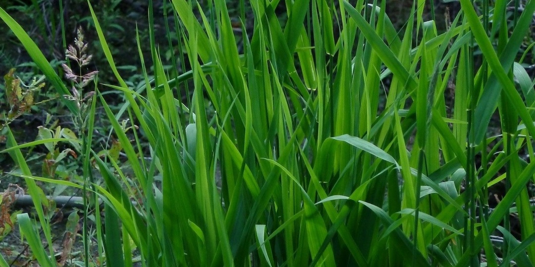 ВОЙНА С ПЫРЕЕМ: ЛУЧШИЕ СПОСОБЫ ПОБЕДИТЬ СОРНЯК БЕЗ ХИМИИ