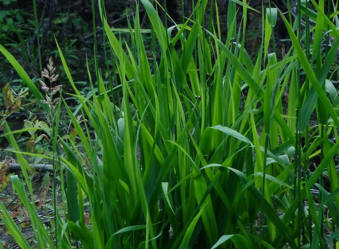 Малоизвестные факты о пырее