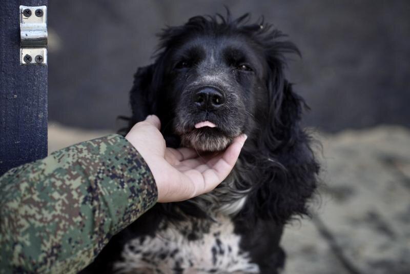В Челябинске квартиру затопило собачьей мочой
