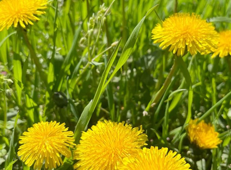 Одуванчики в огороде: не враги, а бесплатная подкормка