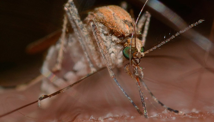 В 2026 году ожидаются полчища комаров: когда ждать их появления?