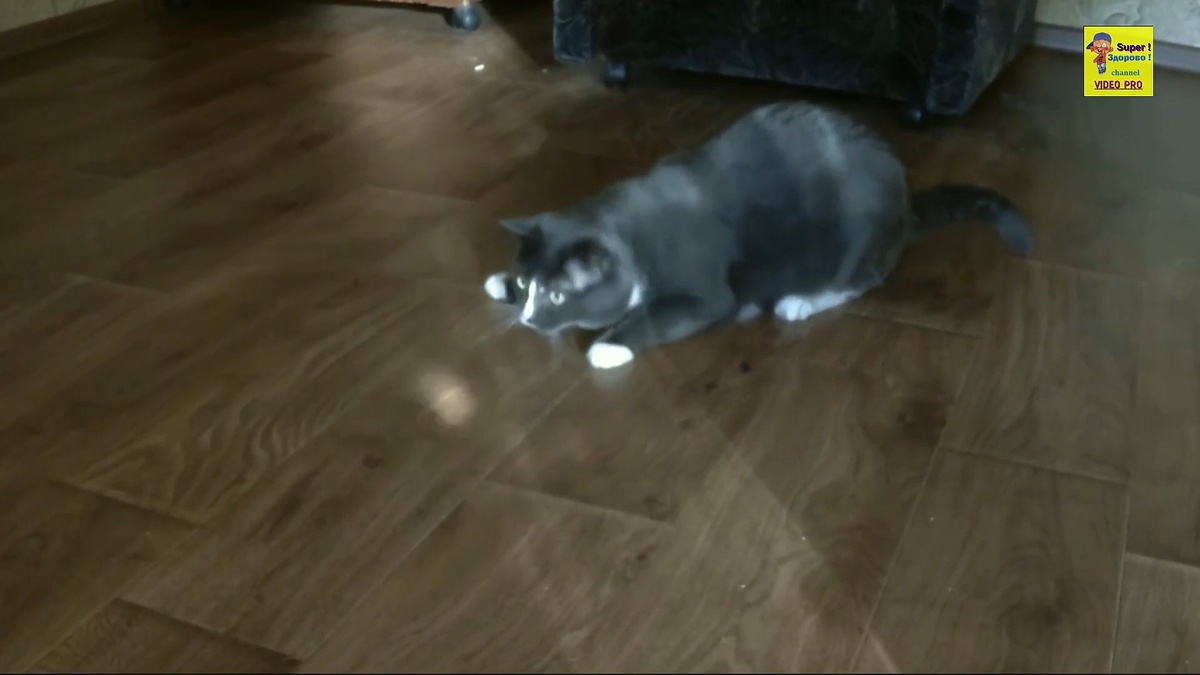 Развлечение, улыбнуло )))