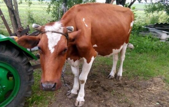    Фото: ИА «Орелград»