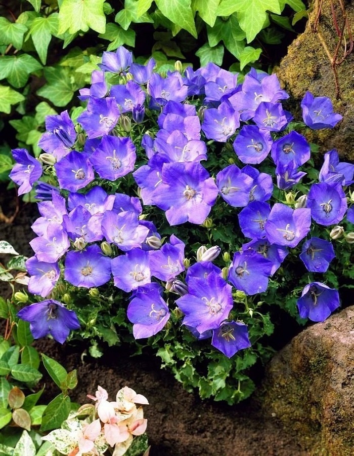 Колокольчик карпатский