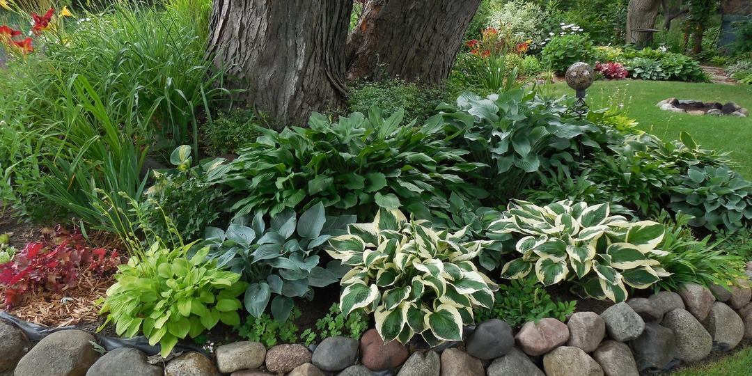 НЕПРИХОТЛИВЫЕ МНОГОЛЕТНИКИ ДЛЯ ПОСАДКИ ПОД ДЕРЕВЬЯМИ: 10 ЛУЧШИХ ВИДОВ И КОГДА ИХ САЖАТЬ