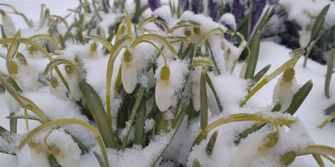 Россию заметает снегом в апреле