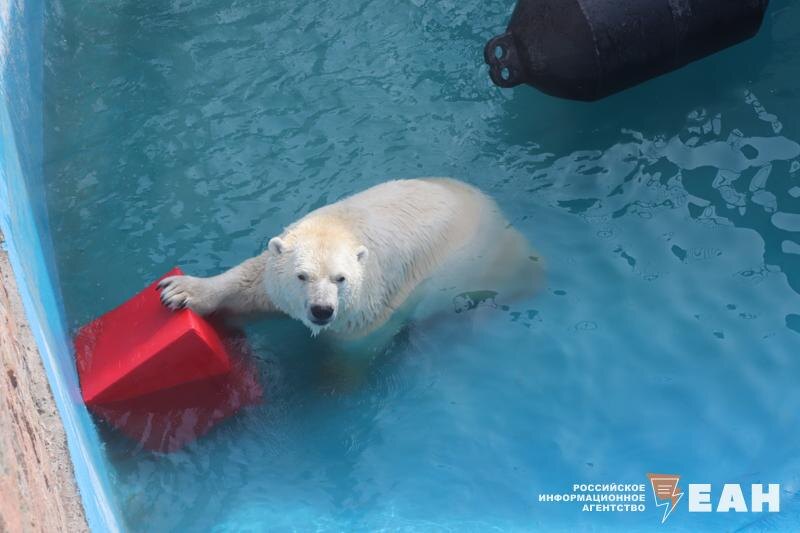    ЕАН. Белый медведь купается в бассейне