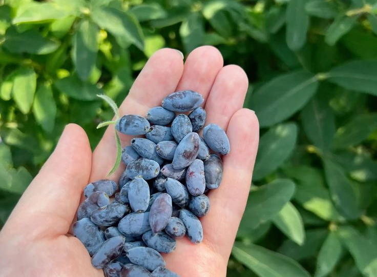 Ягодное одиночество: почему на жимолости мало плодов и как это исправить