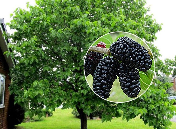 Шелковица: от саженца до щедрого урожая – всё, что нужно знать