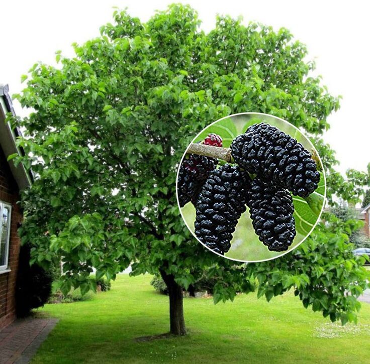 Фотография из интернета