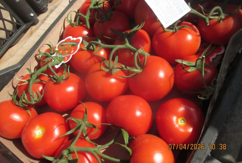 Россельхознадзор выявил вирус в 18 тоннах помидоров в Челябинске