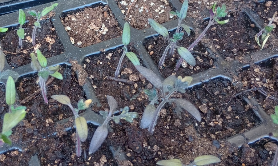 Фиолетовый — не модный цвет: почему рассада меняет окраску и как ей помочь