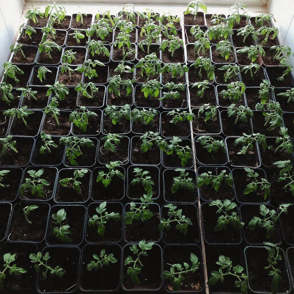 Чем подкормить рассаду помидор