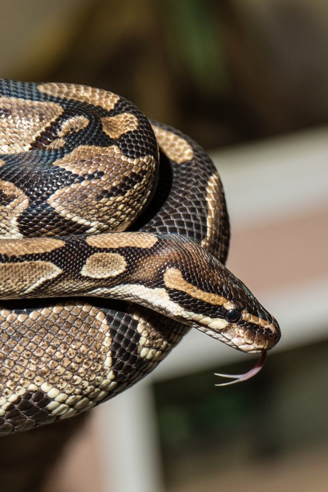    В Подмосковье начались «змеиные свадьбы»