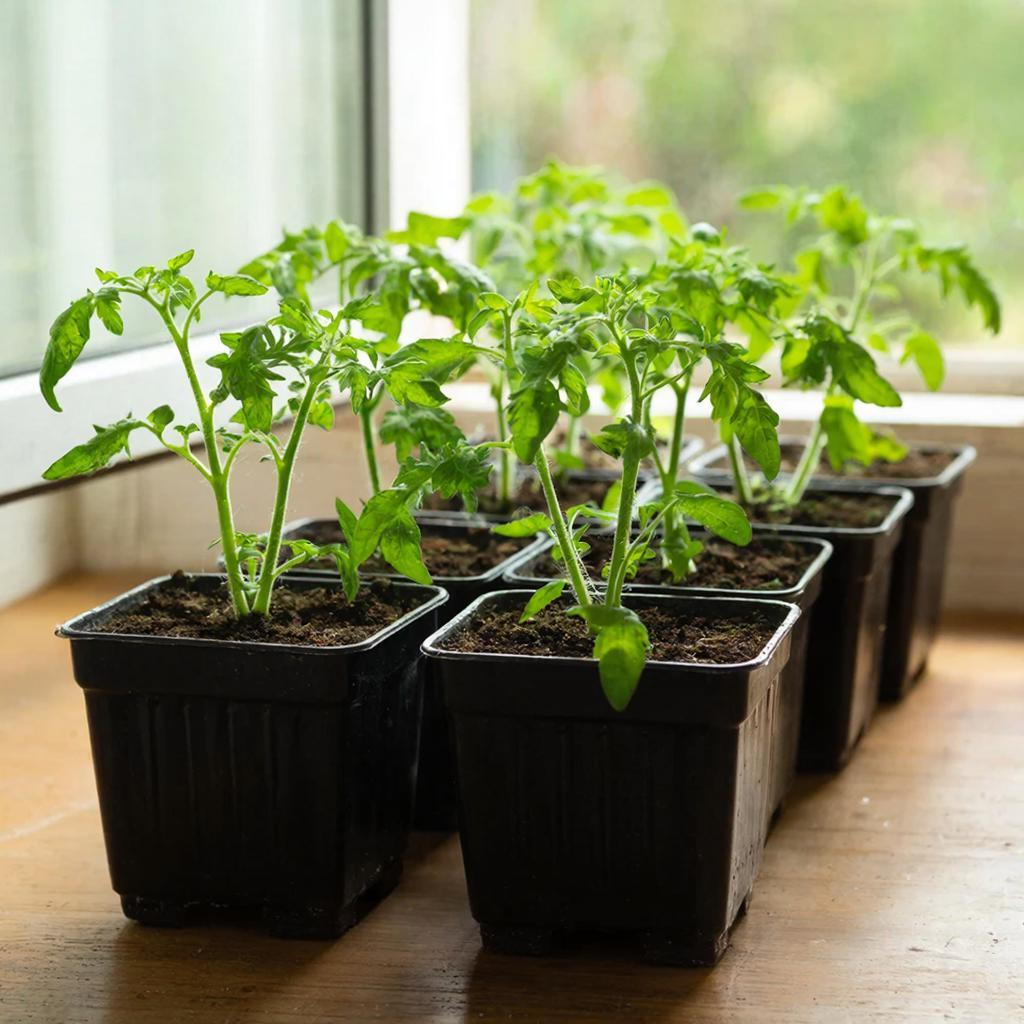 Тонкая рассада помидор чем подкормить 