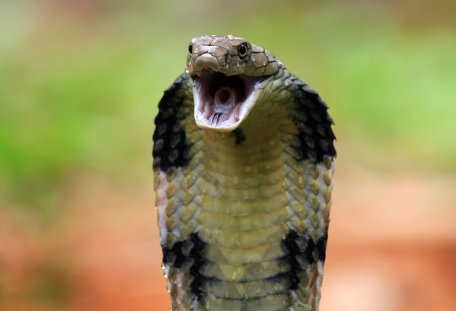    Shutterstock/FOTODOM