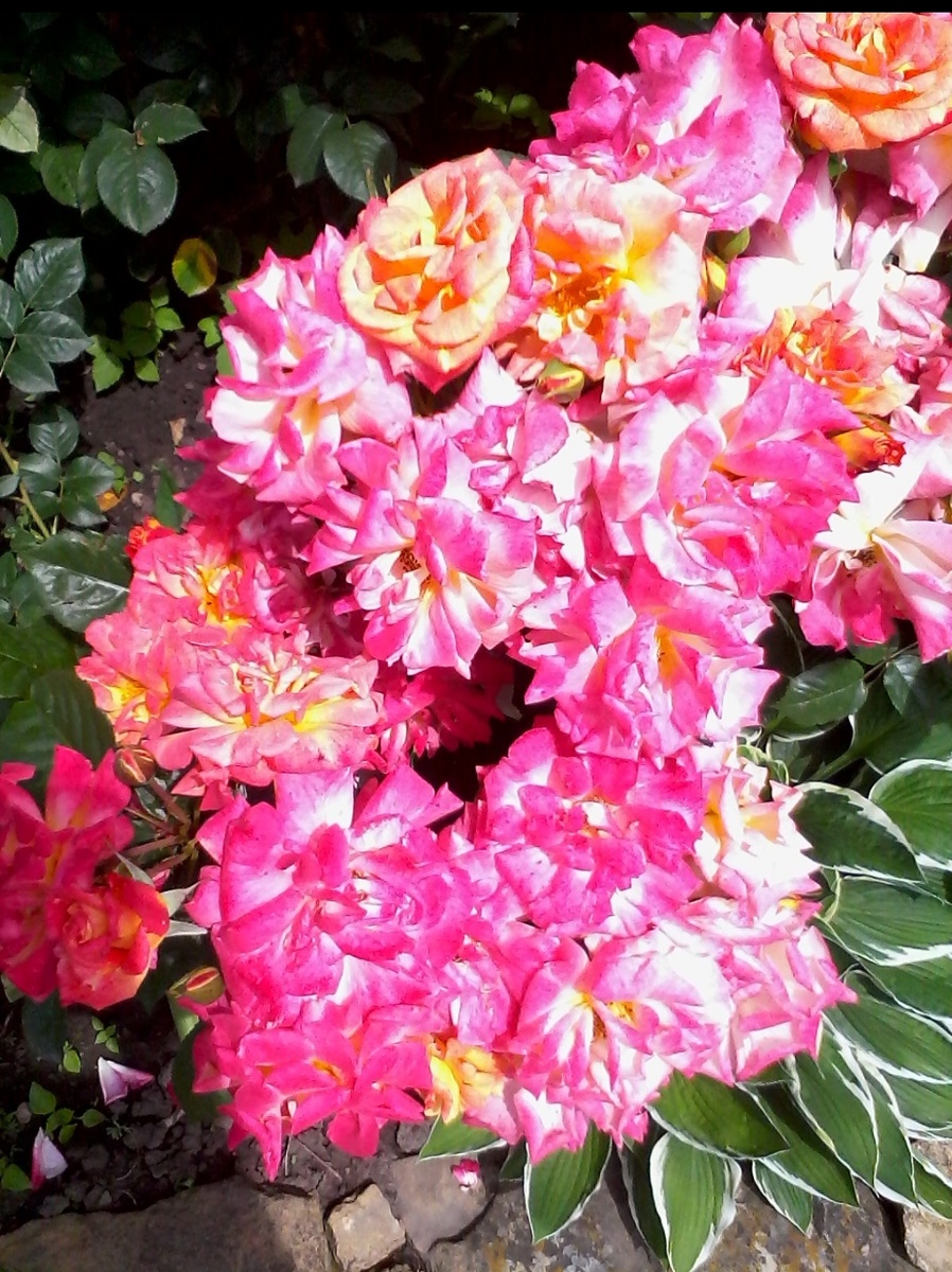 Трехцветная, как кошка..