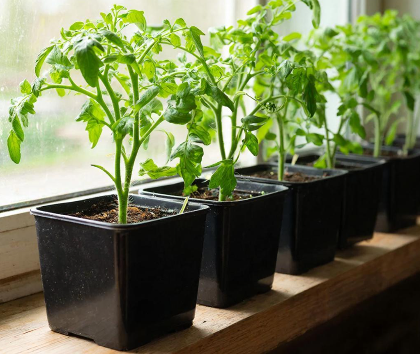 Чем подкормить рассаду помидор