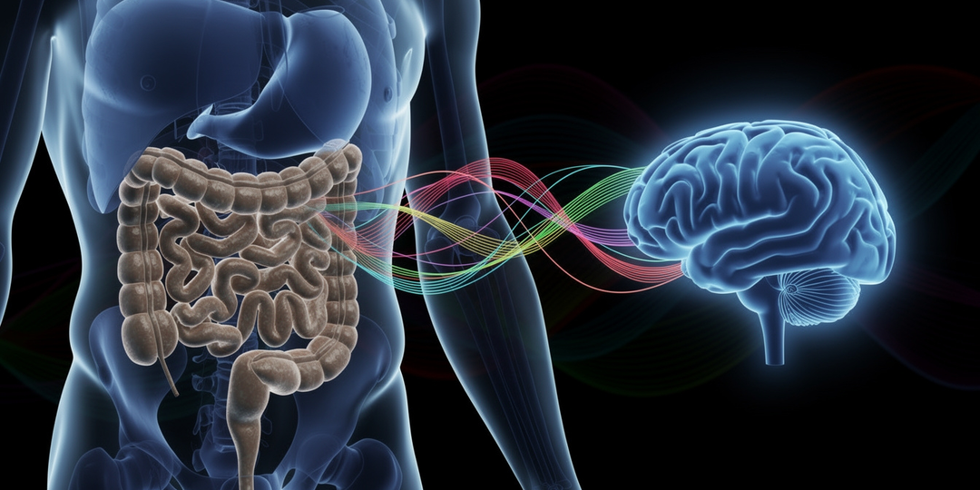 Память в тарелке: как кишечник диктует вам забывать имена