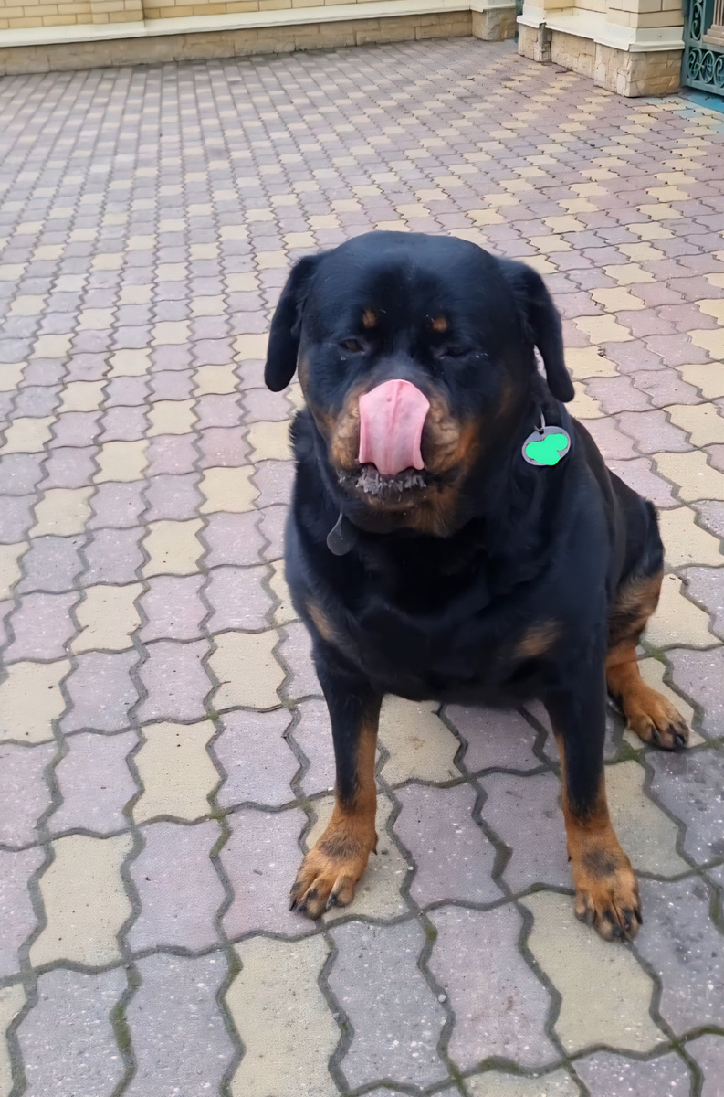 Хочу облизать всех кто меня поздравил! 🐶