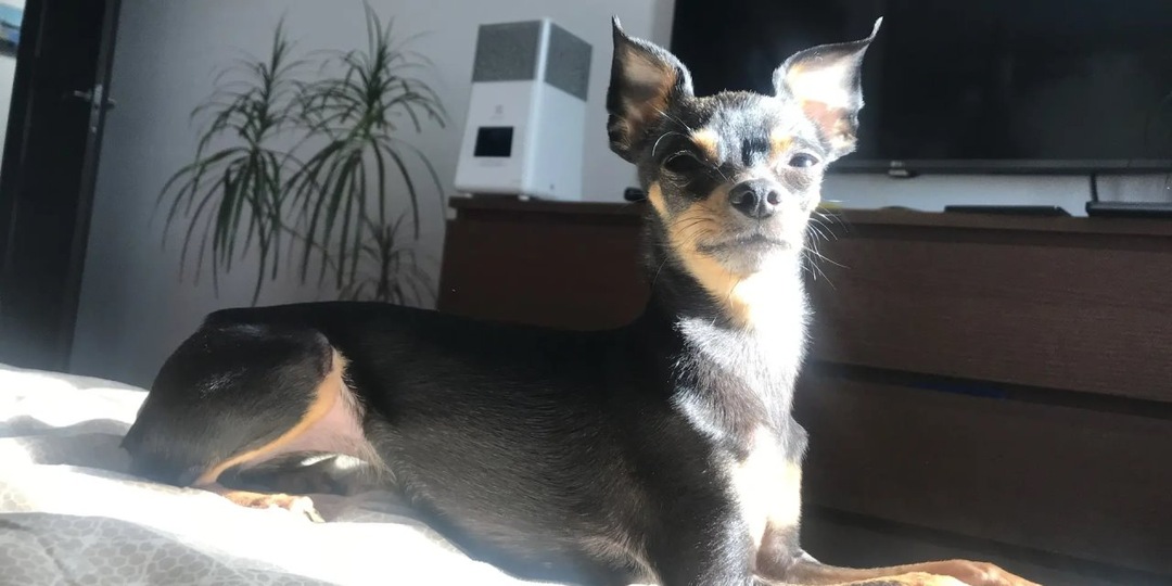 Мал да удал: 5 заблуждений о маленьких собаках с большим характером.