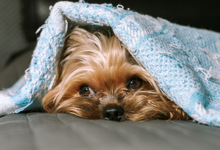    Shutterstock/FOTODOM