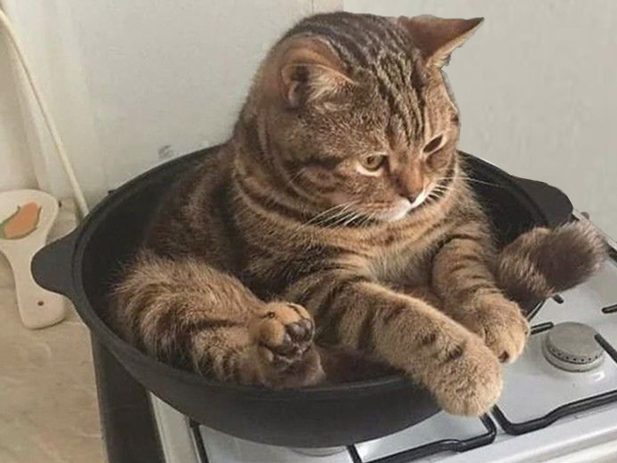 Смотрится мило, но лучше поберечь котика