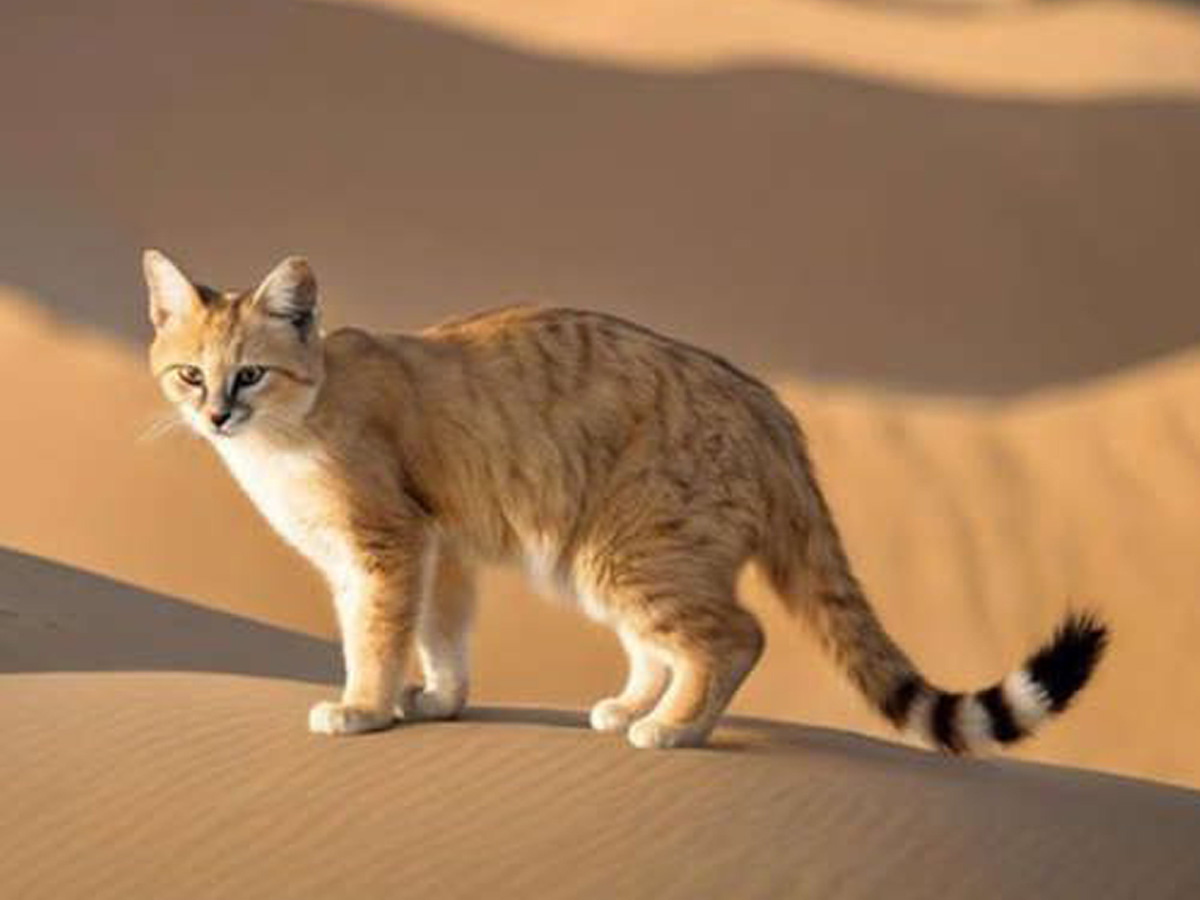 Кошки имеют пониженный болевой порог