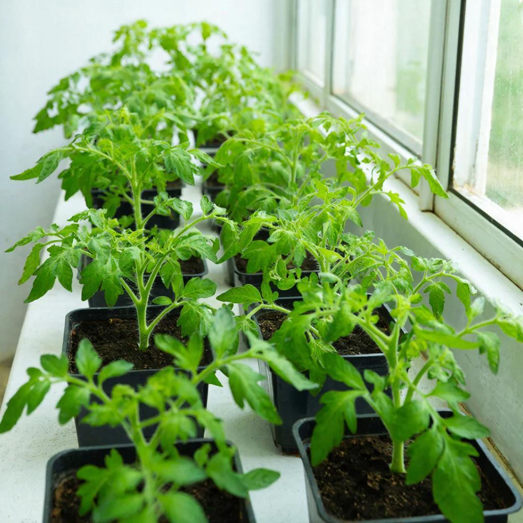 Чем подкормить рассаду помидор 