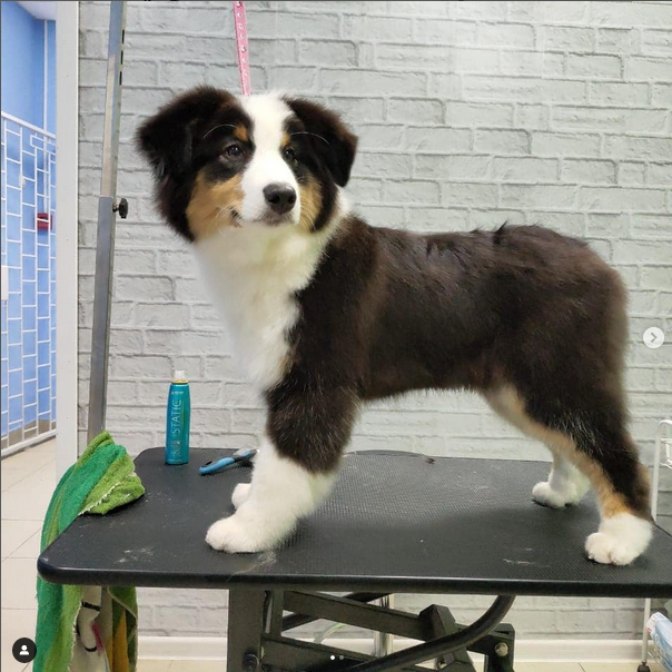 Юная леди на своем первом груминге