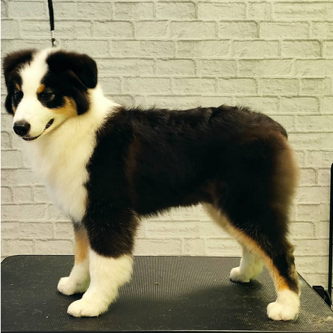 Мисс Баклажан выросла, но груминг так и не полюбила