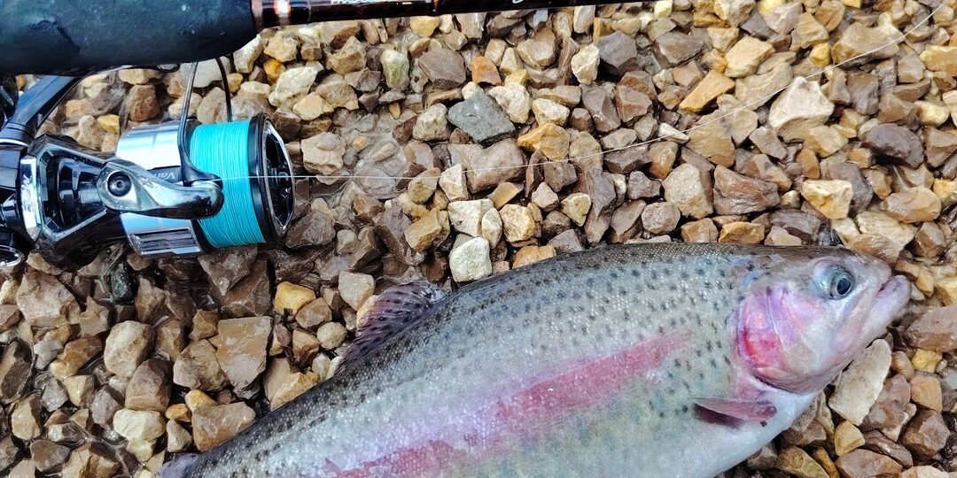 Весенняя форель