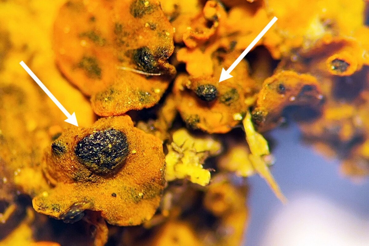  Лихенофильный гриб Arthonia molendoi. © Национальный парк «Припятский»