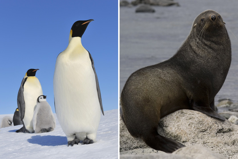     Фото: Raimund Linke / Global Look Press; Danita Delimont / Global Look Press