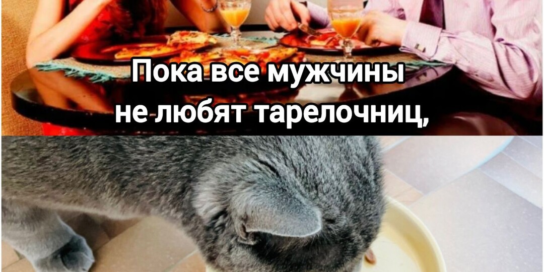 10 жизненных мемов, где кошки покажут нас со стороны