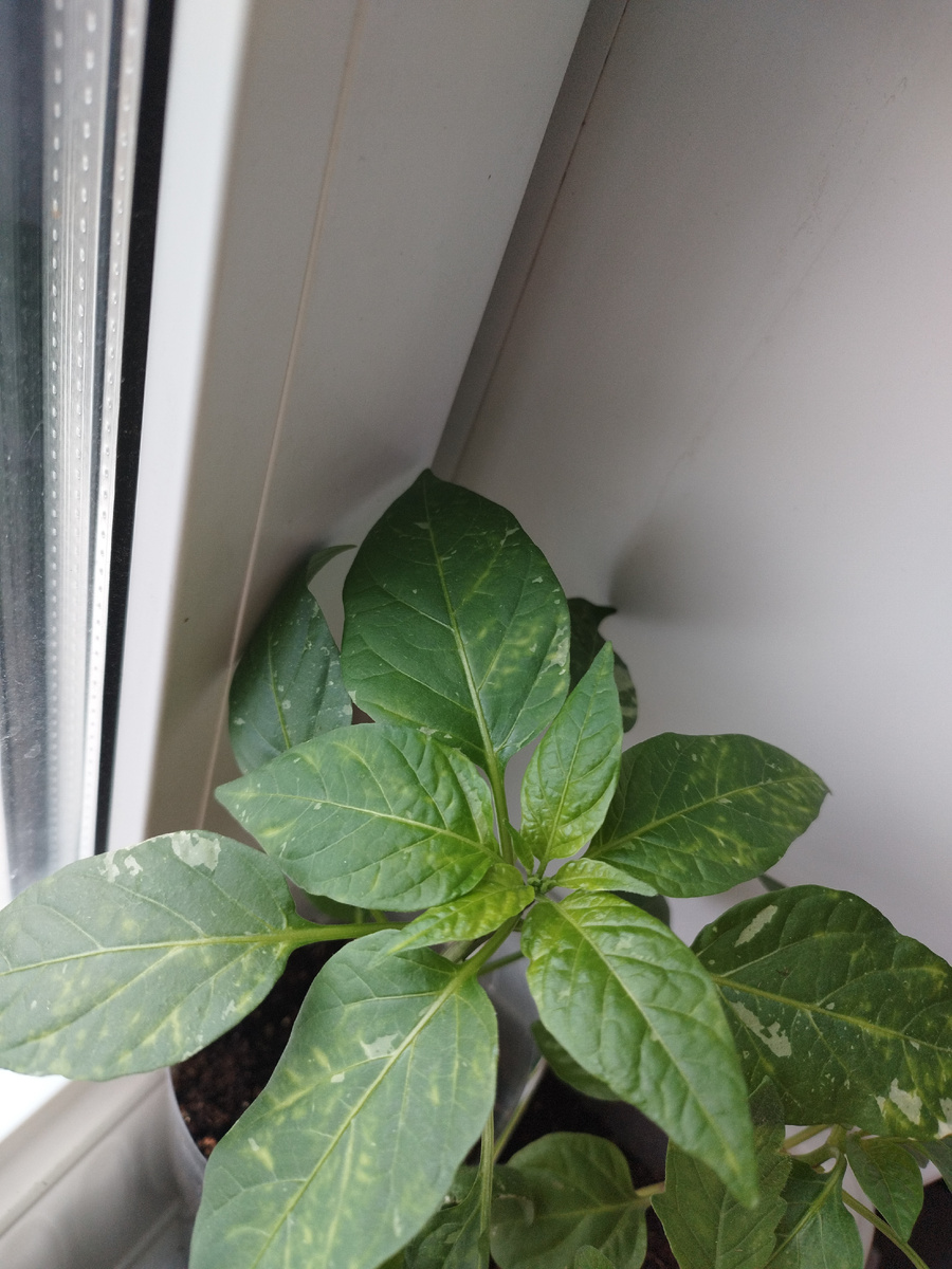 Fish мой "загрустил"