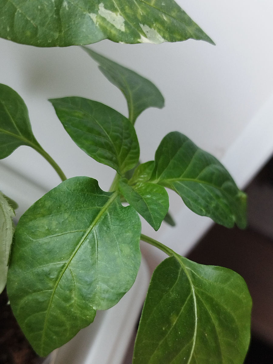 Венти хлоризит чуть меньше