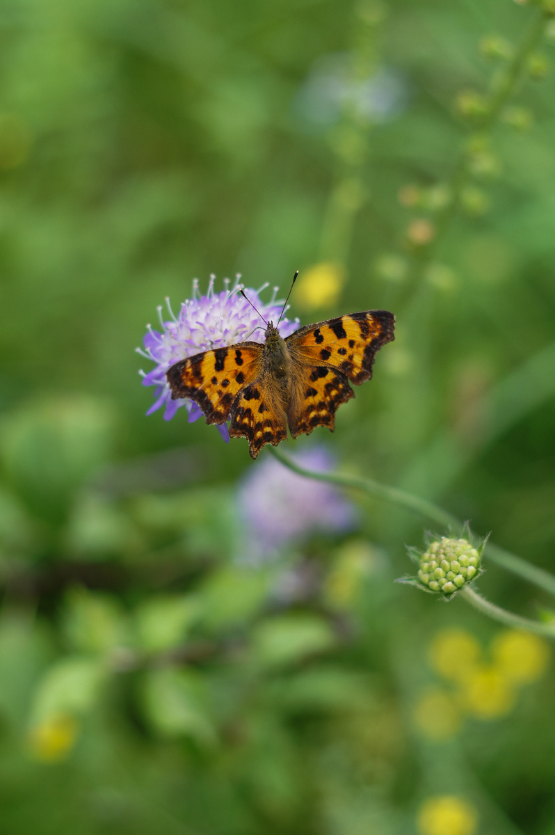 Бабочка на полевом цветке. Автор Андрей Батуркин.