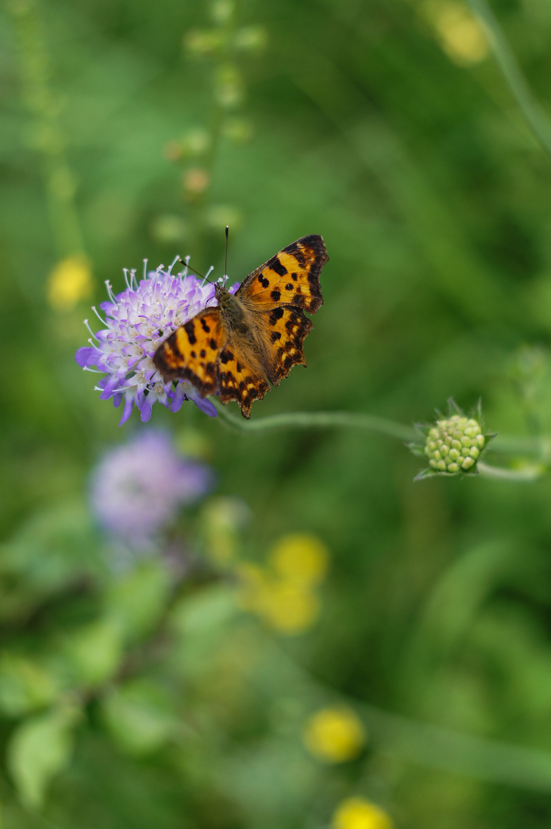 Бабочка на полевом цветке. Автор Андрей Батуркин.