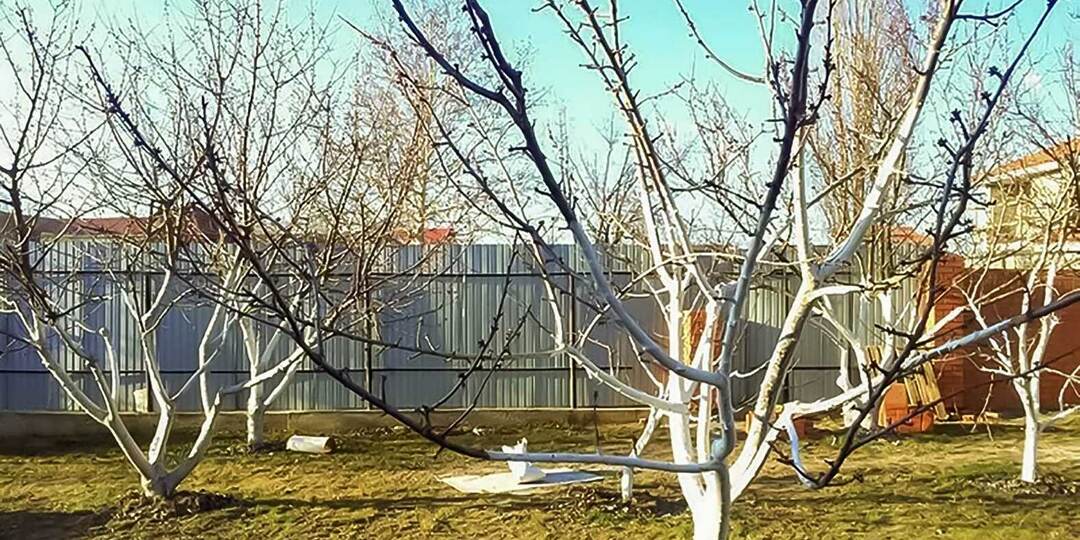 Обработка яблони от парши в апреле: схема опрыскивания до распускания почек