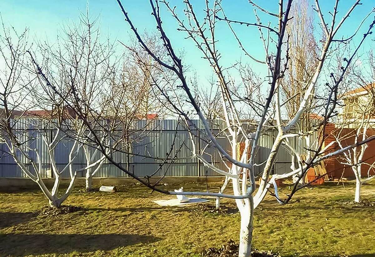 Обработка яблони от парши в апреле: схема опрыскивания до распускания почек