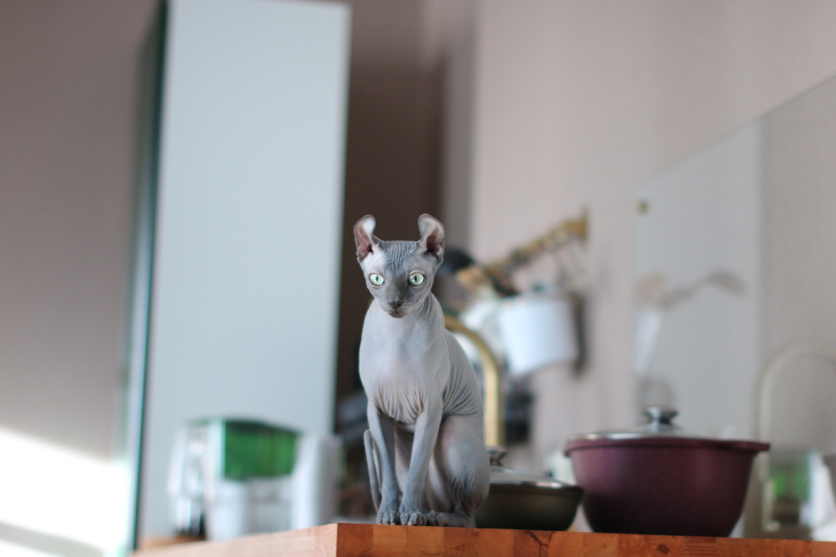 Кот-липучка :)