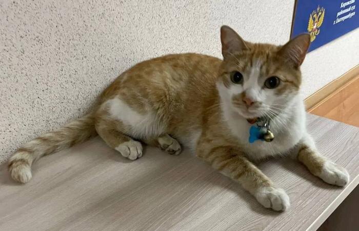 В Кировском суде Екатеринбурга появился пушистый сотрудник по кличке Иск